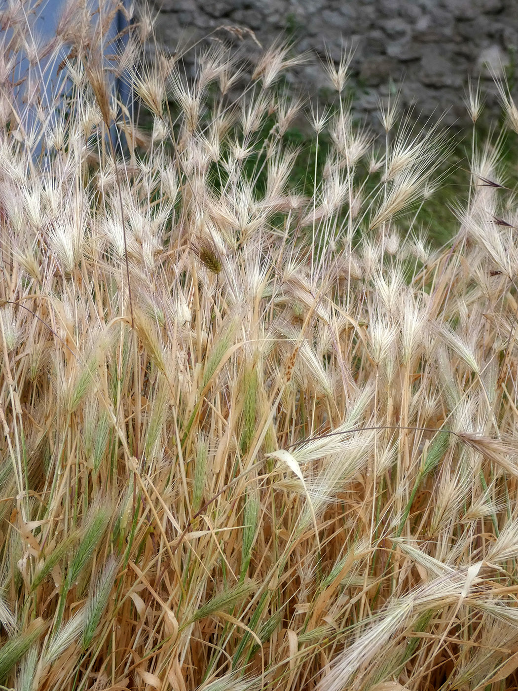 Image of Hordeum murinum specimen.