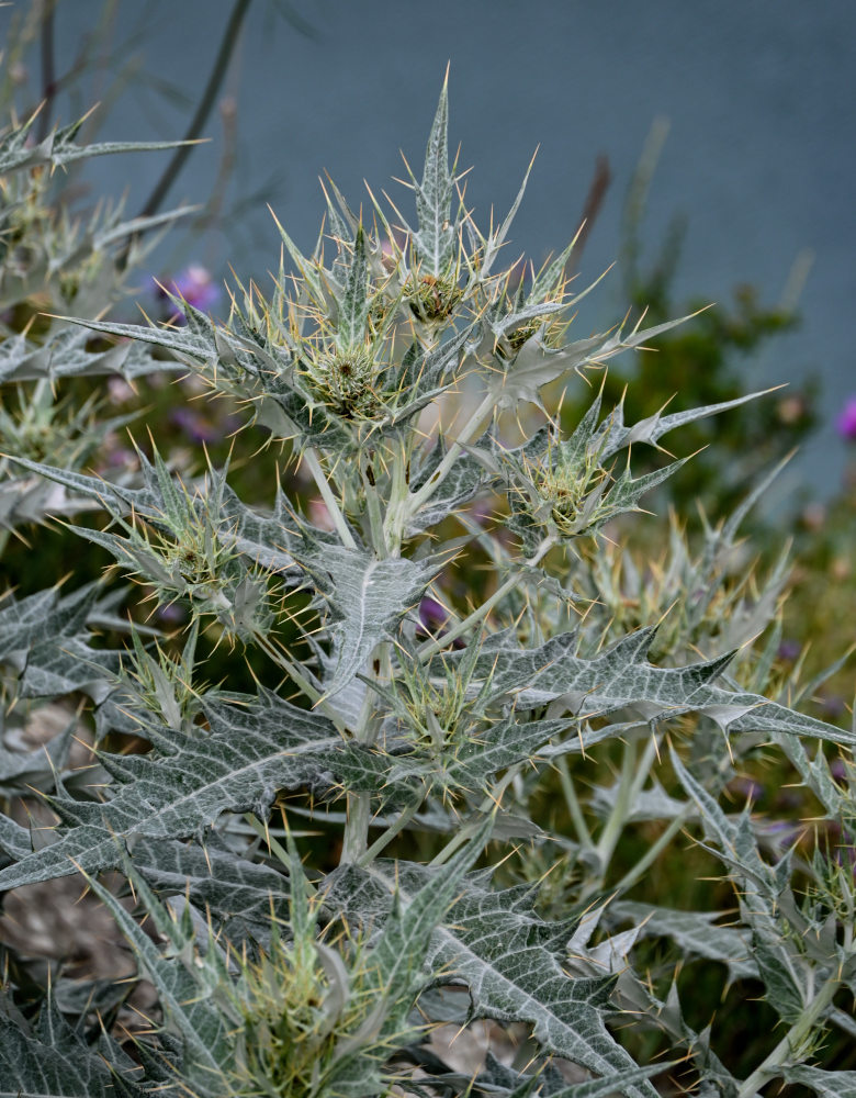 Image of Cirsium argillosum specimen.