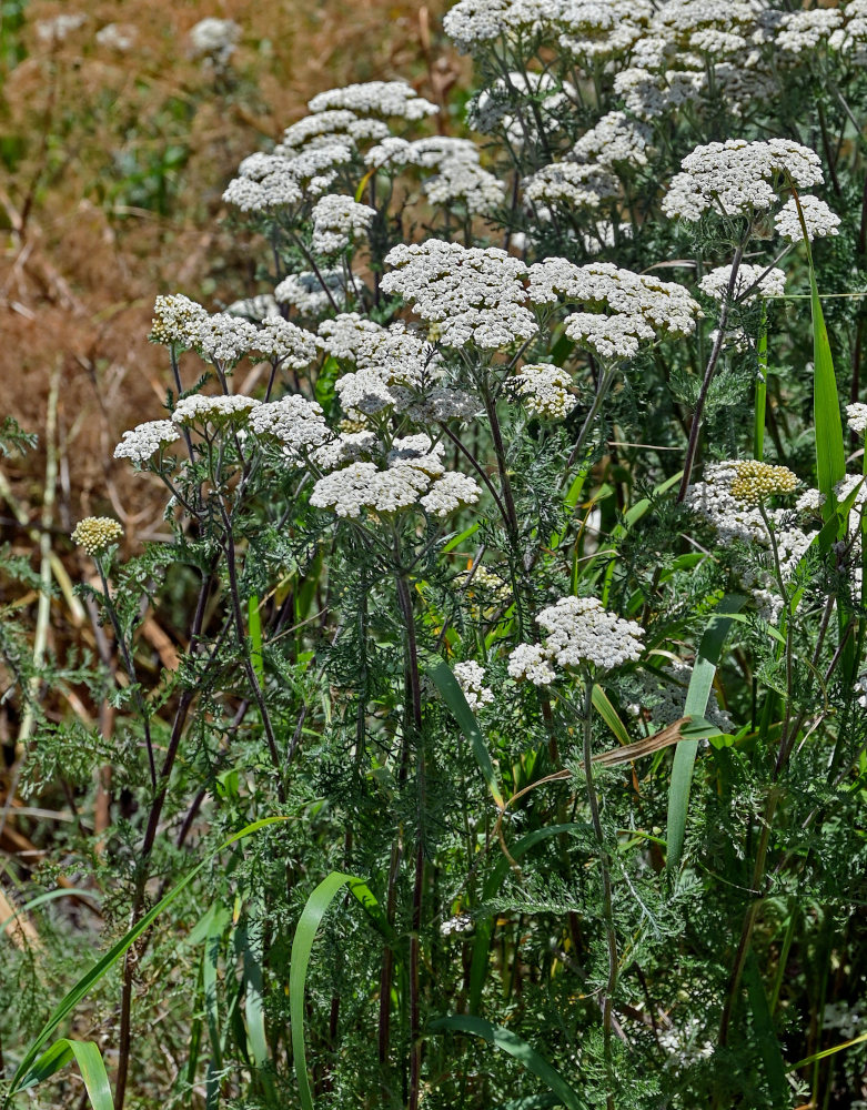 Изображение особи Achillea nobilis.