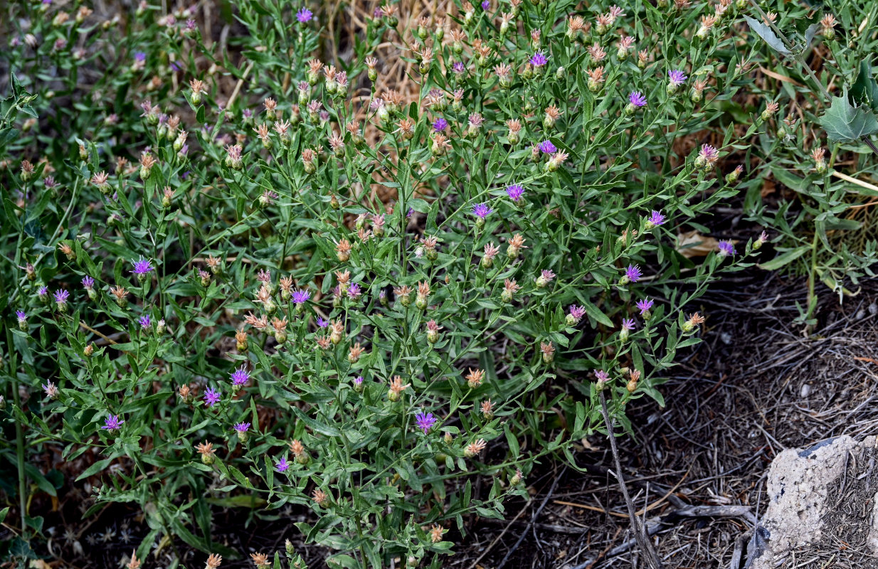 Image of Acroptilon repens specimen.