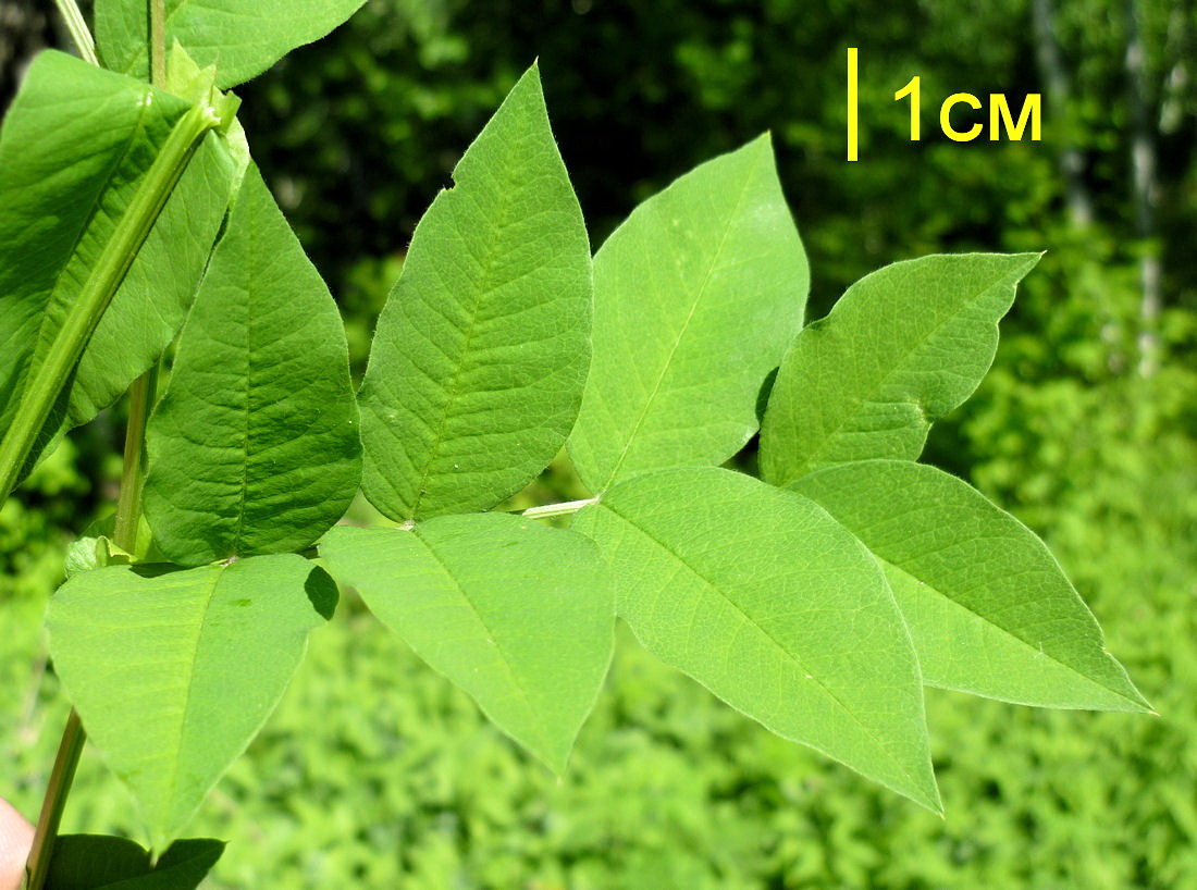 Изображение особи Vicia ramuliflora.