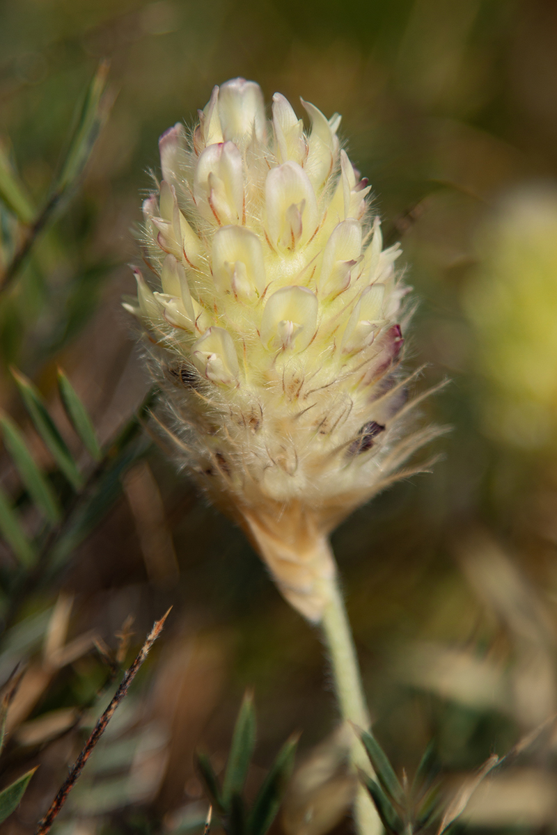 Image of Astragalus lagurus specimen.