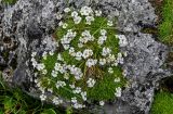 Gypsophila tenuifolia. Цветущие растения. Ингушетия, Джейрахский р-н, перевал Цей-Лоам, ≈ 2200 м н.у.м., на скале. 24.07.2022.