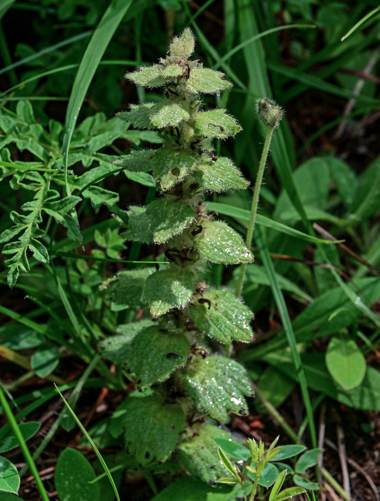 Image of Ajuga orientalis specimen.