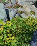 Ligusticum scoticum. Плодоносящее растение в сообществе с Honckenya peploides ssp. major. Сахалин, гор. округ Долинский, мыс Острый, каменистый пляж. 13.08.2023.