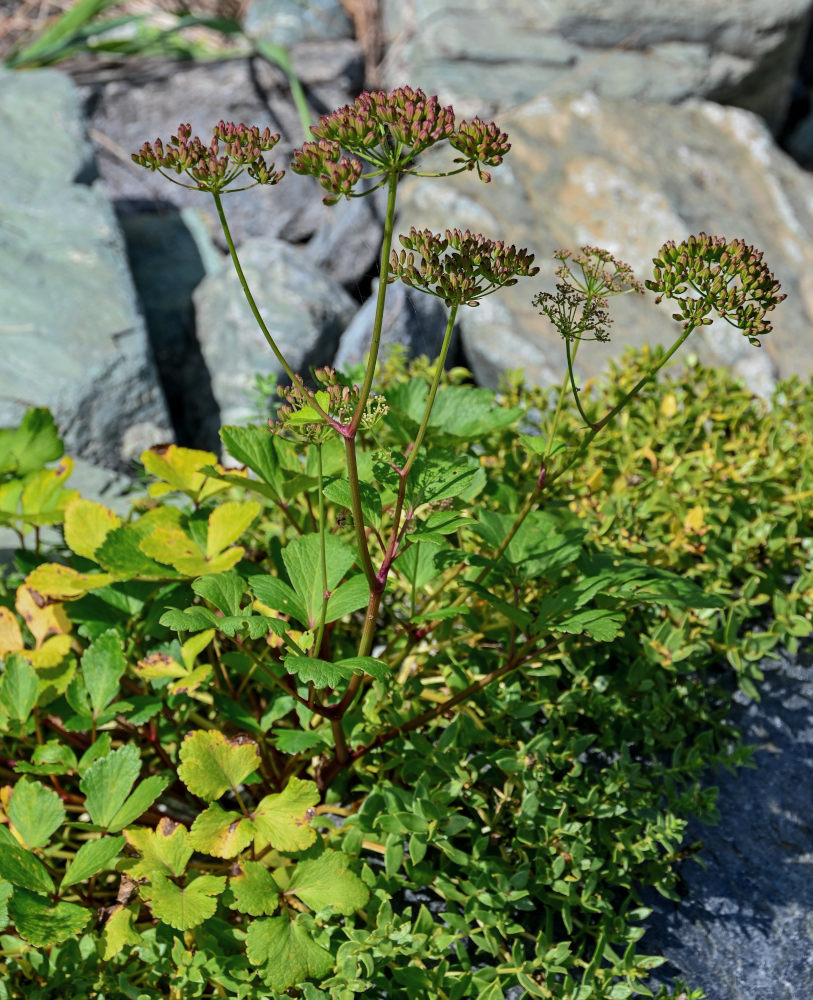 Image of Ligusticum scoticum specimen.