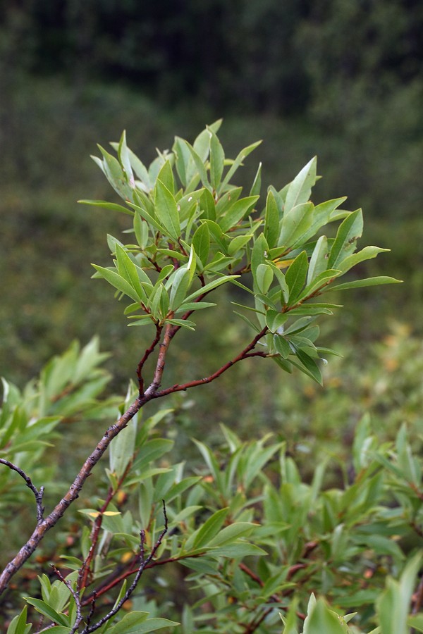 Image of Salix phylicifolia specimen.