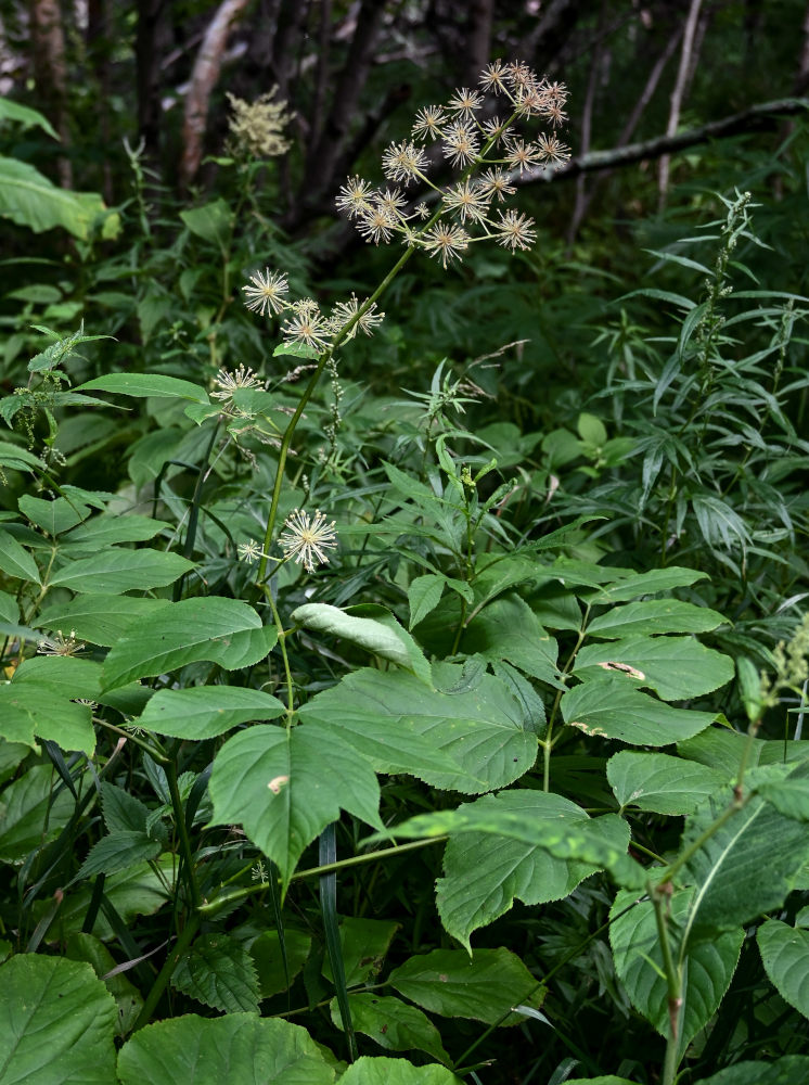 Image of Aralia cordata specimen.