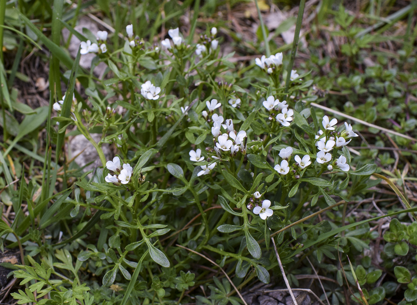 Image of Cardamine resedifolia specimen.