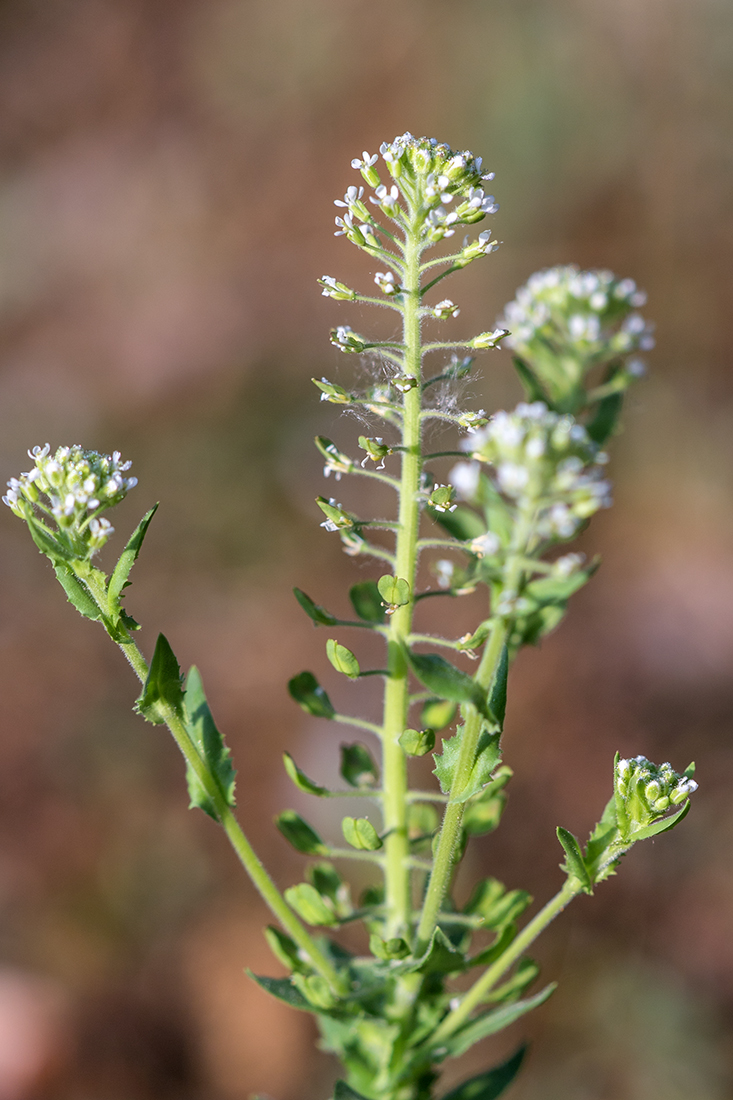 Изображение особи Lepidium campestre.