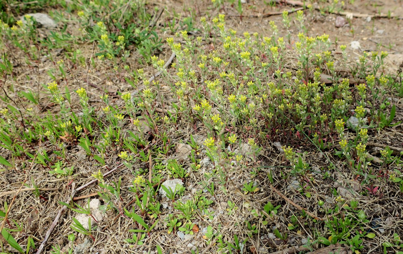 Изображение особи Alyssum turkestanicum var. desertorum.