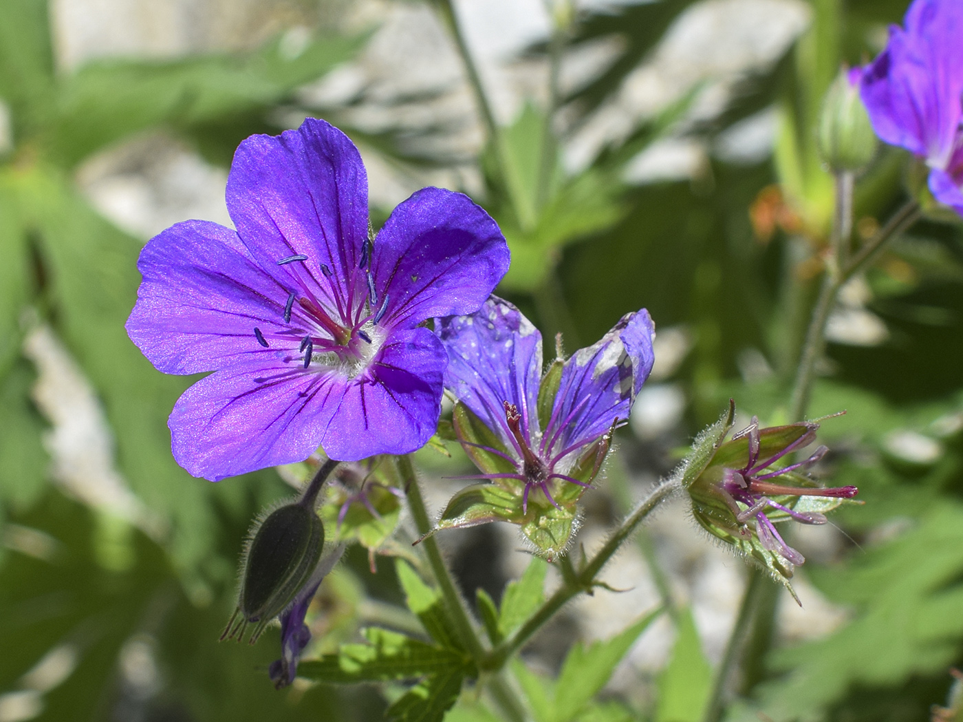 Изображение особи Geranium sylvaticum.