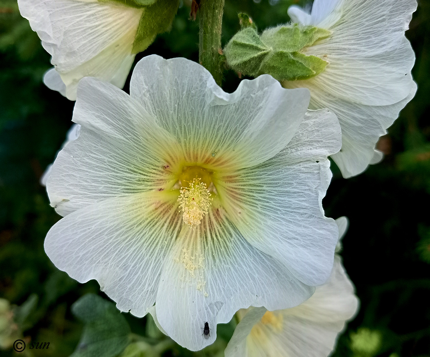 Изображение особи Alcea rugosa.