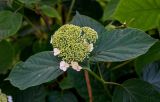 Hydrangea arborescens. Верхушка ветви с распускающимся соцветием. Ярославская обл., г. Ярославль, в культуре. 02.07.2024.