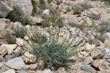 genus Artemisia. Цветущее растение. Таджикистан, Горно-Бадахшанская автономная обл., Рушанский р-н, хр. Северо-Аличурский, Ирхтские горы, Сарезское оз., Ирхтский залив, дол. р. Лянгар, выс. ≈ 3300 м н.у.м., каменистая надпойменная терраса. 27 июня 2024 г.