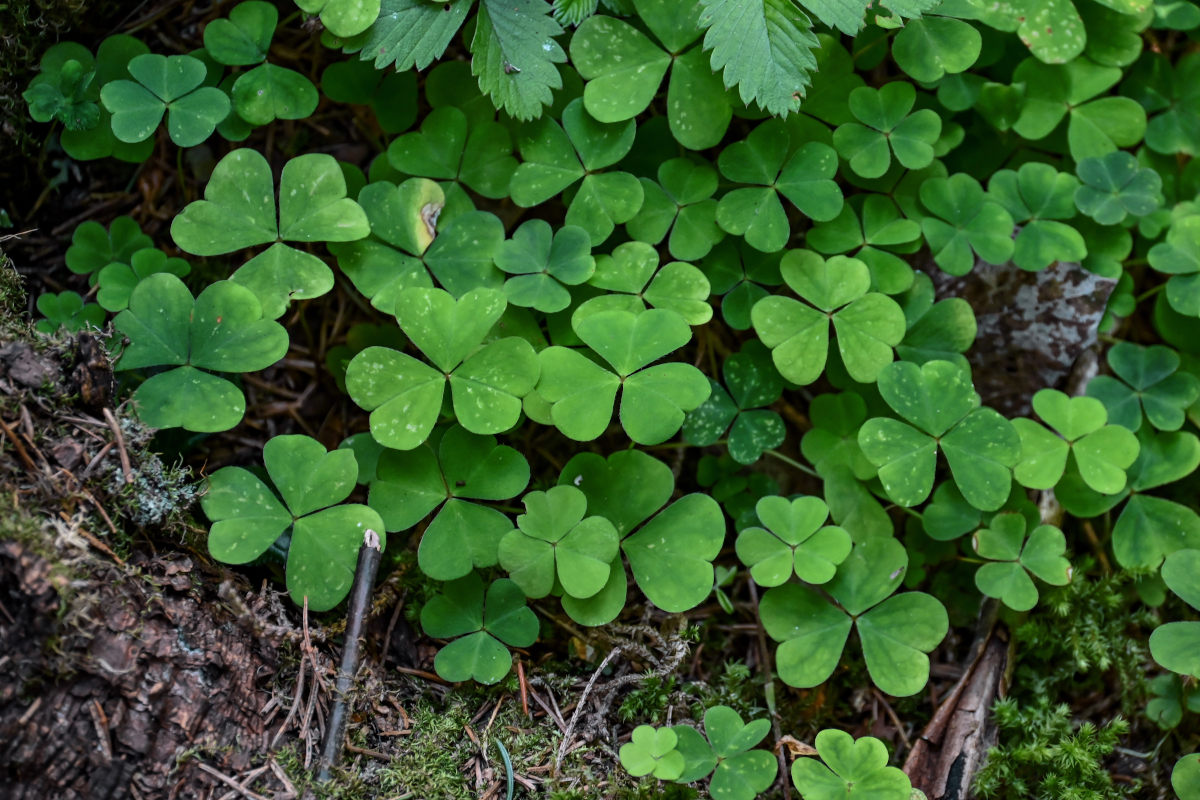 Изображение особи Oxalis acetosella.