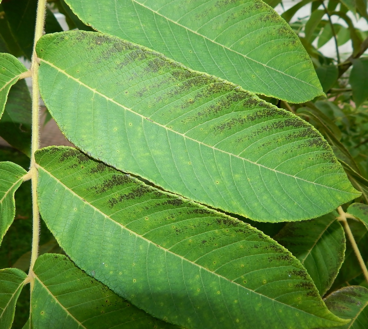 Image of genus Juglans specimen.