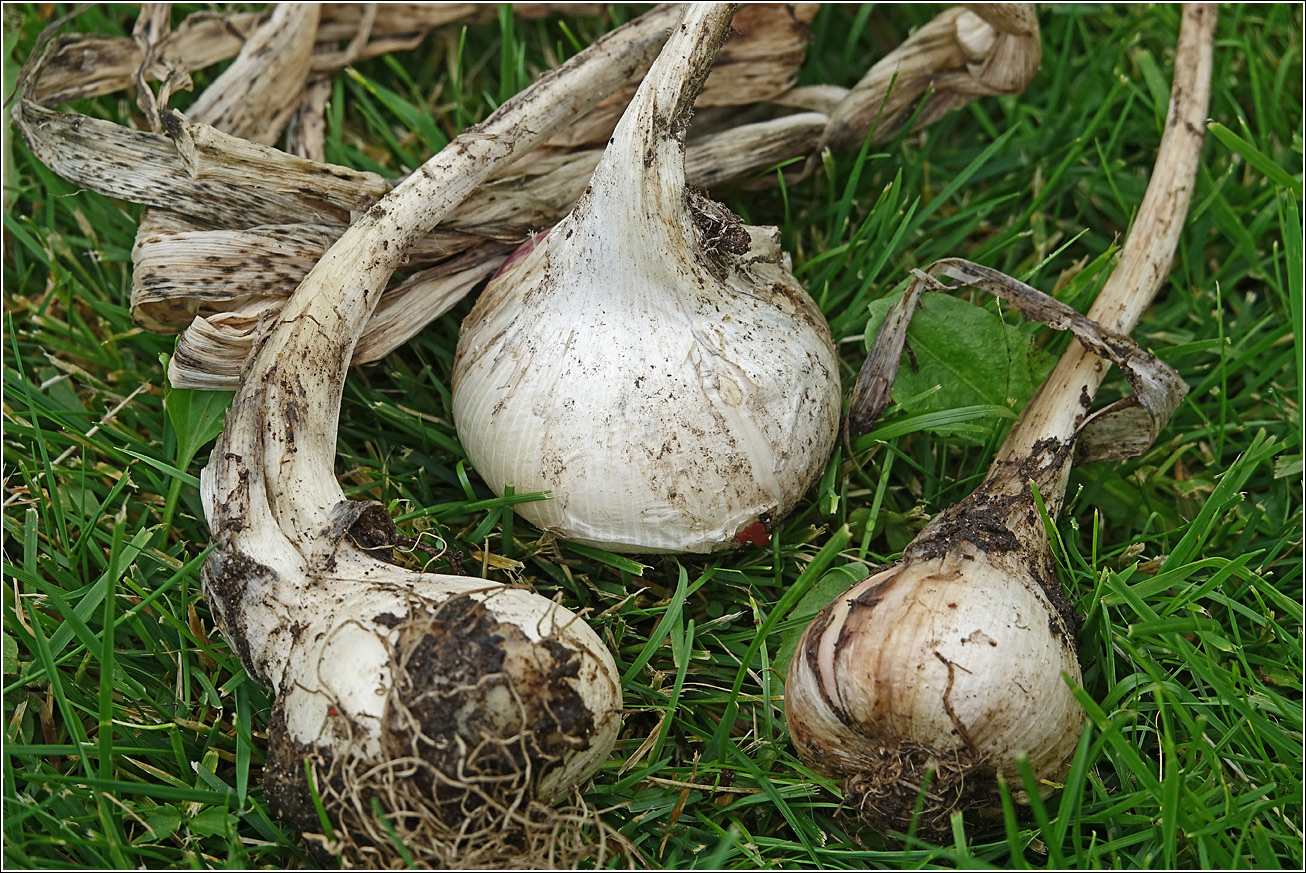 Image of Allium sativum specimen.