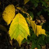 genus Ulmus. Верхушка побега с частично повреждёнными листьями в осенней окраске. Самарская обл., Жигулёвский заповедник, гора Стрельная, лиственный лес. 06.09.2023.