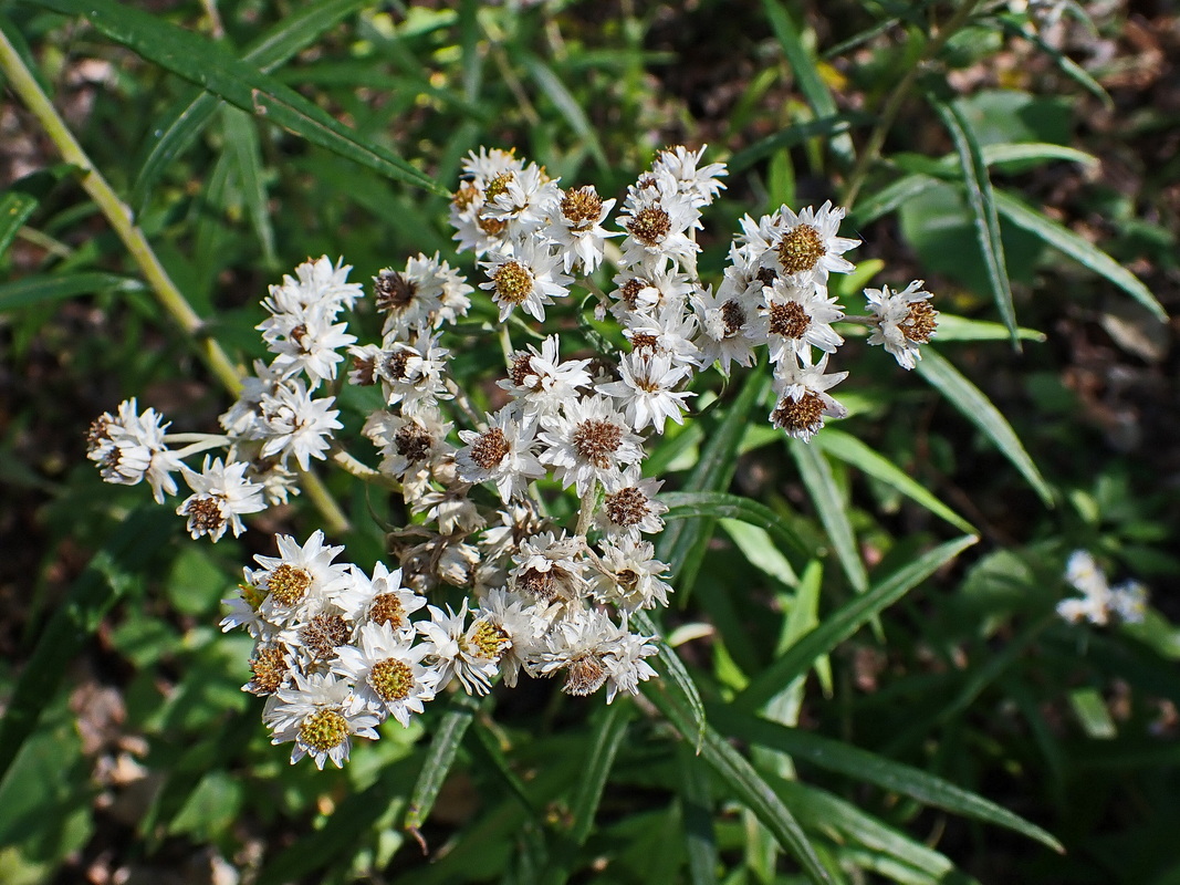 Изображение особи Anaphalis margaritacea.