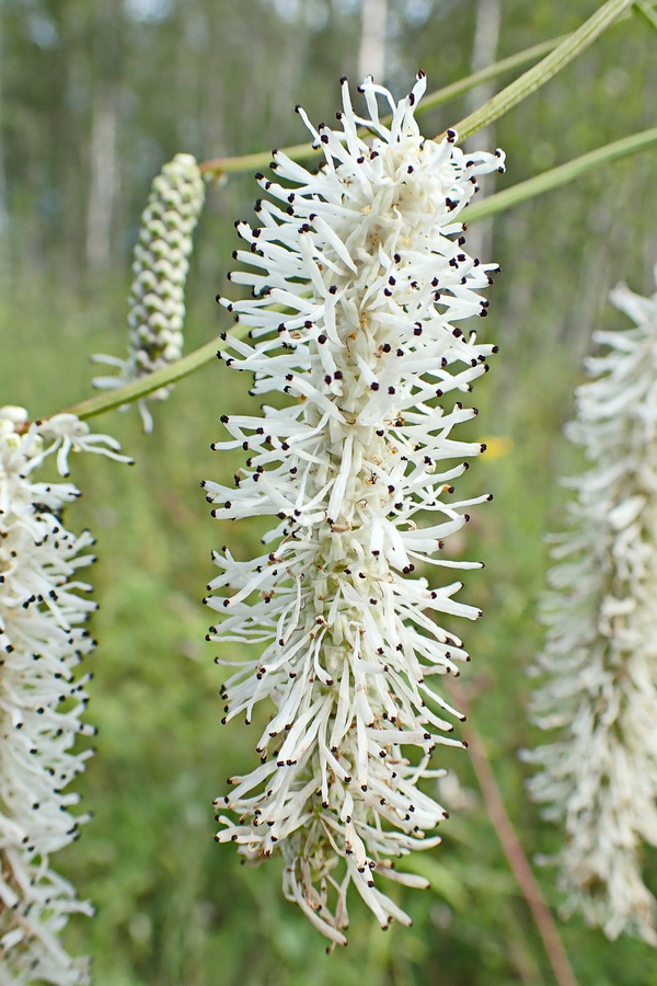 Изображение особи Sanguisorba parviflora.