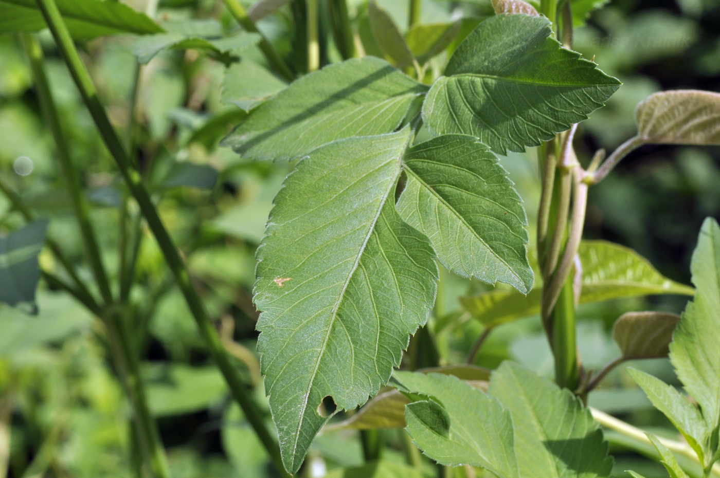 Image of Bidens alba specimen.