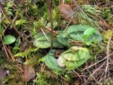 Calypso bulbosa