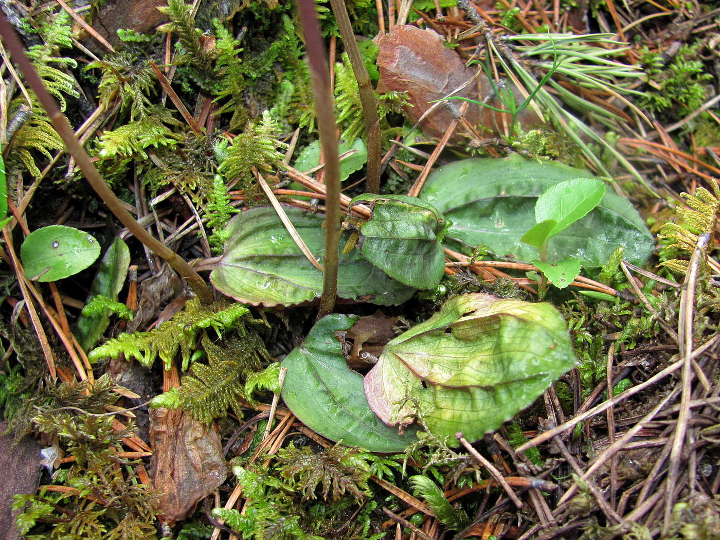 Изображение особи Calypso bulbosa.