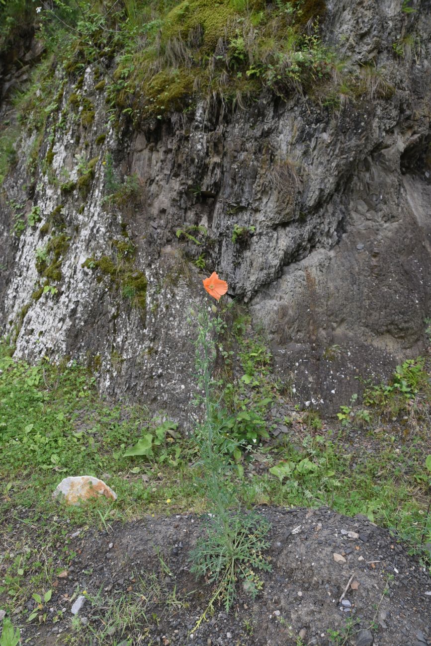 Image of Papaver fugax specimen.