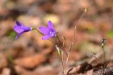 Campanula patula