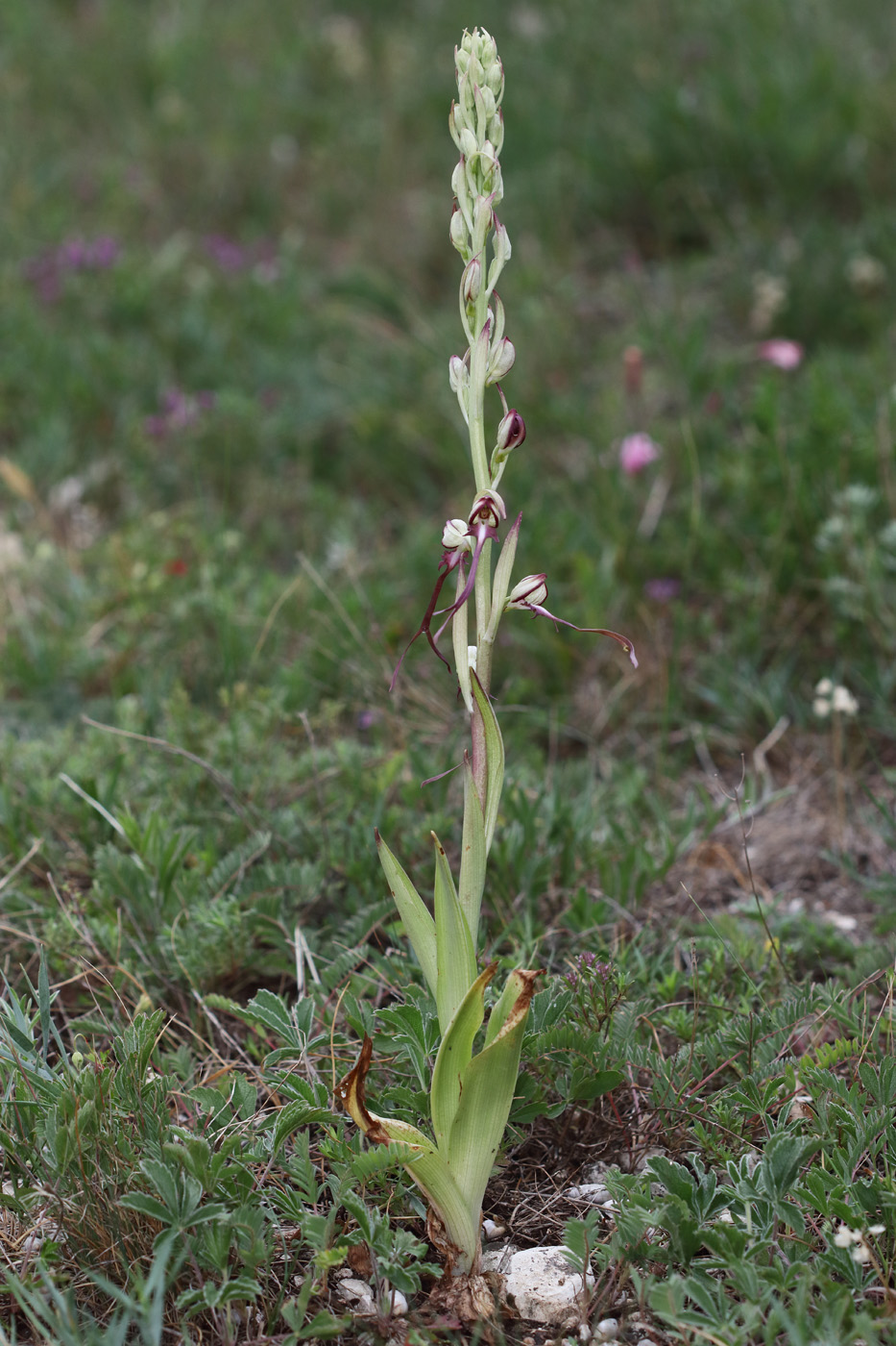 Image of Himantoglossum caprinum specimen.