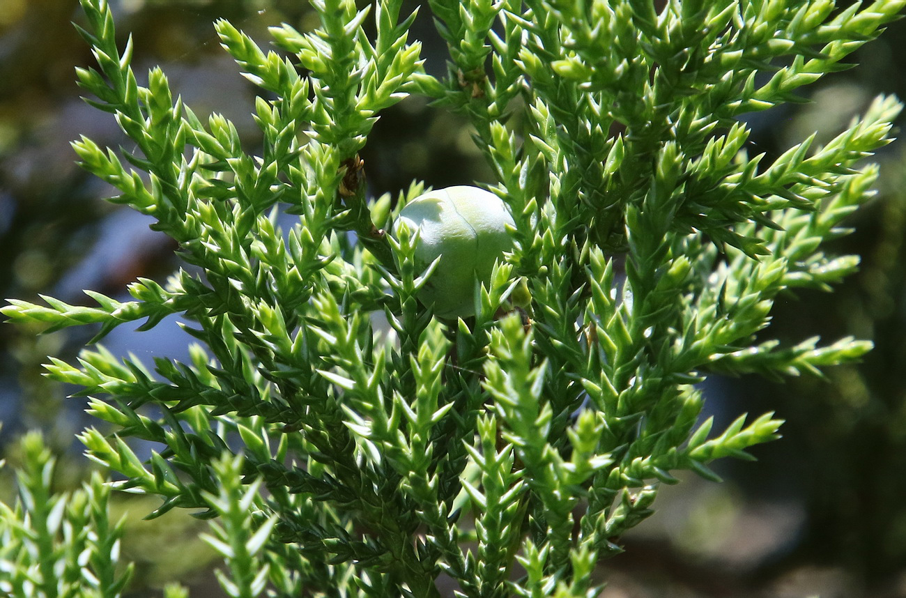 Image of Juniperus foetidissima specimen.