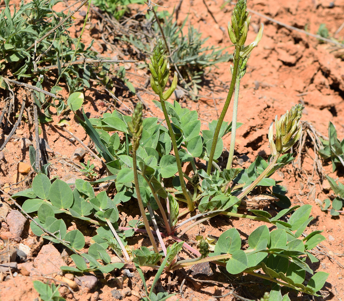 Image of Astragalus megalomerus specimen.