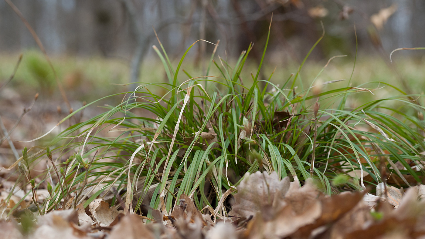 Image of Carex digitata specimen.