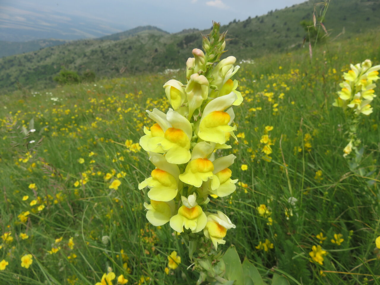 Image of Linaria grandiflora specimen.