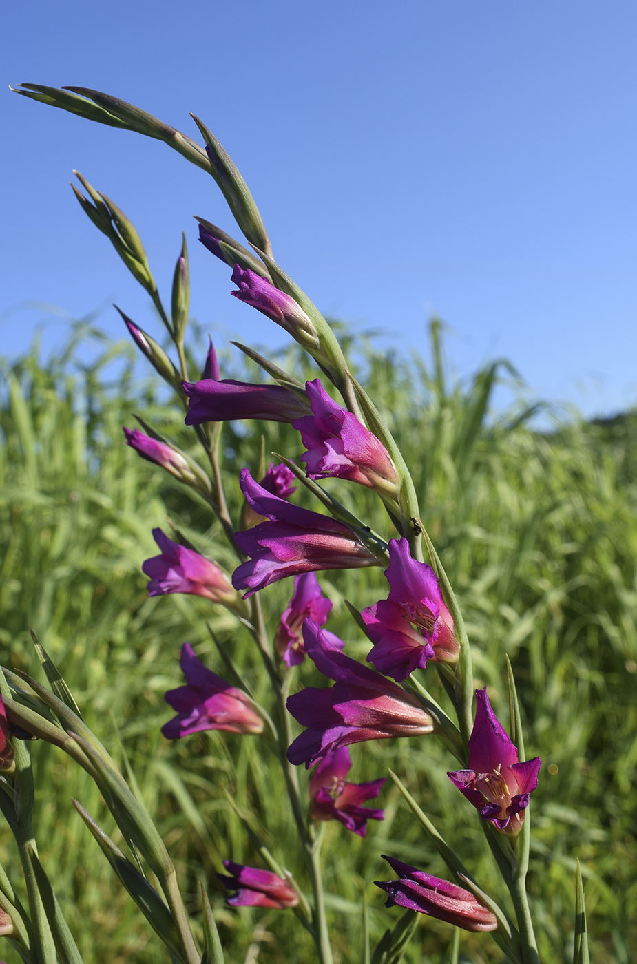 Изображение особи Gladiolus italicus.