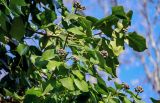 View full-size image Hedera colchica