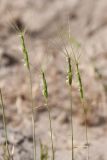 View full-size image Aegilops triuncialis