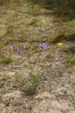View full-size image Campanula rotundifolia