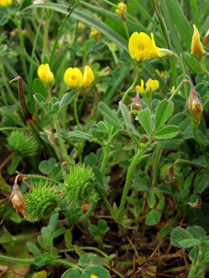 Image of Medicago disciformis specimen.