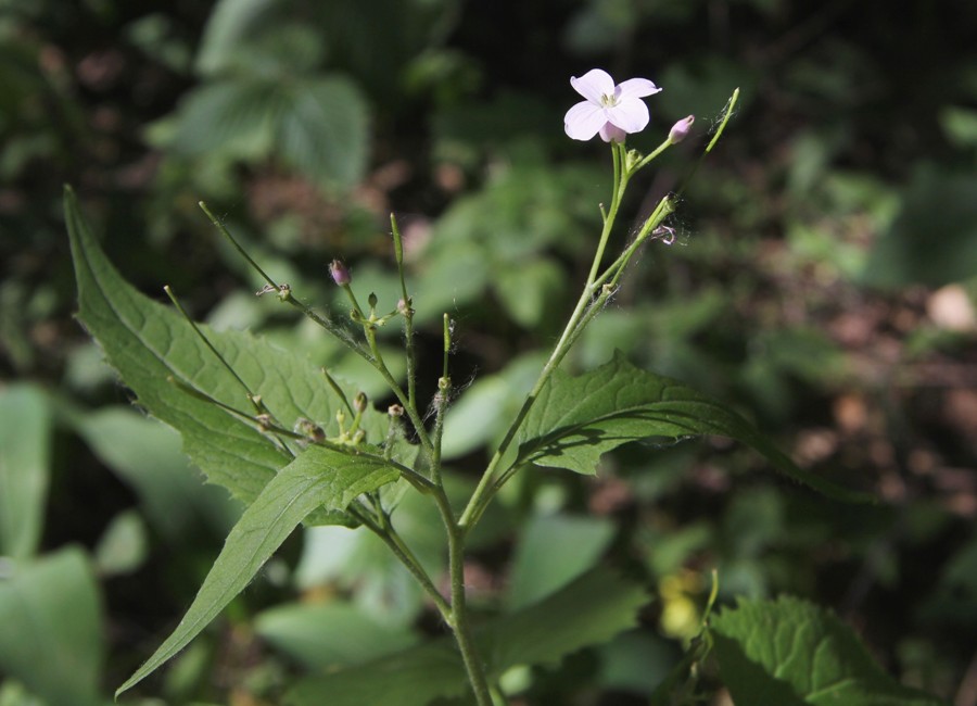 Изображение особи Lunaria rediviva.