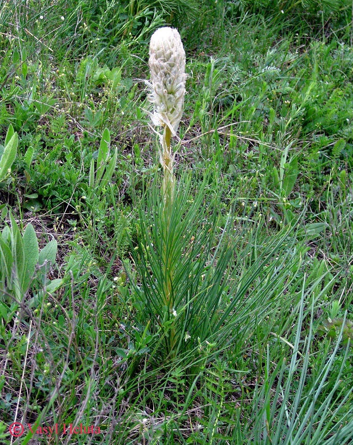 Image of Asphodeline taurica specimen.