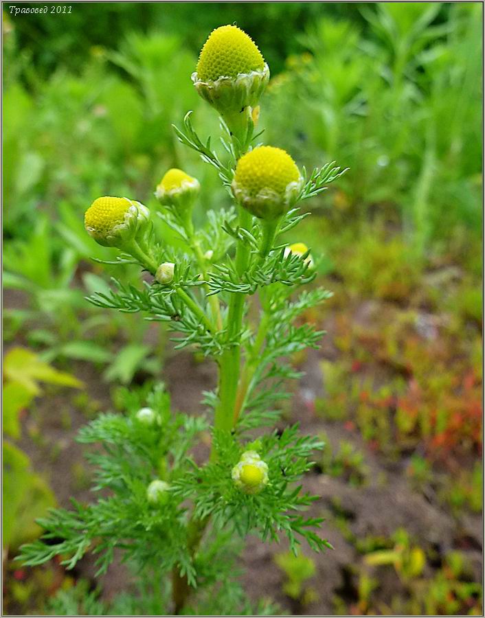 Image of Matricaria discoidea specimen.