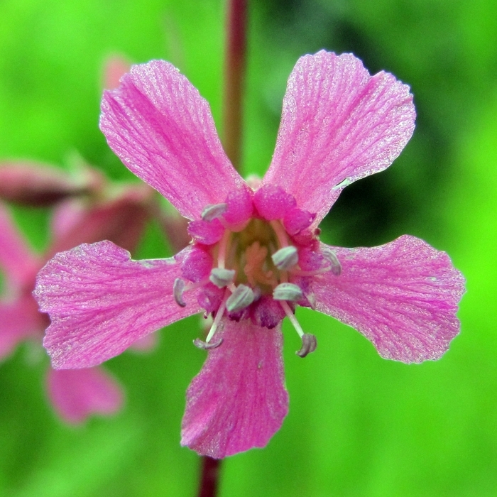 Image of Viscaria vulgaris specimen.