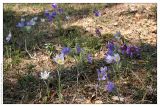 Pulsatilla patens