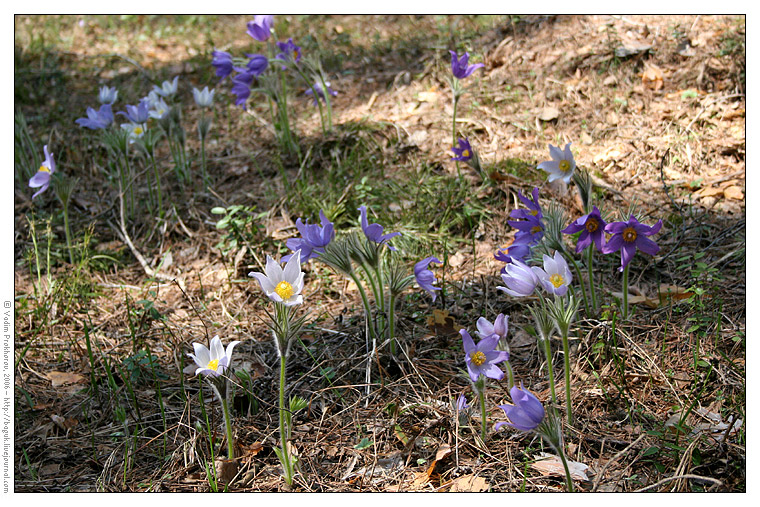 Изображение особи Pulsatilla patens.