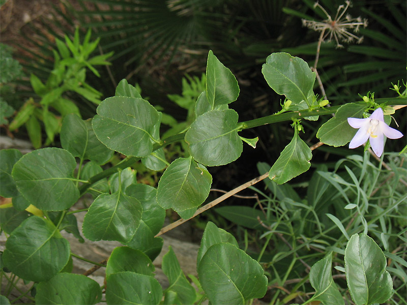 Image of Campanula pyramidalis specimen.