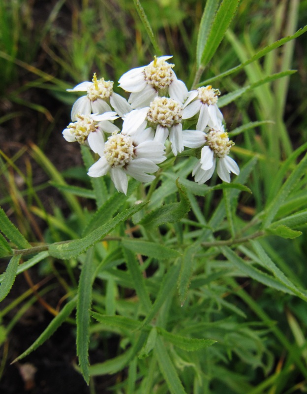 Изображение особи Achillea septentrionalis.