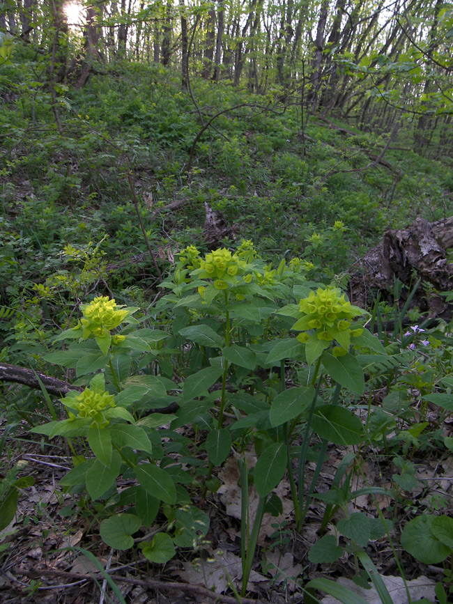 Image of Euphorbia squamosa specimen.