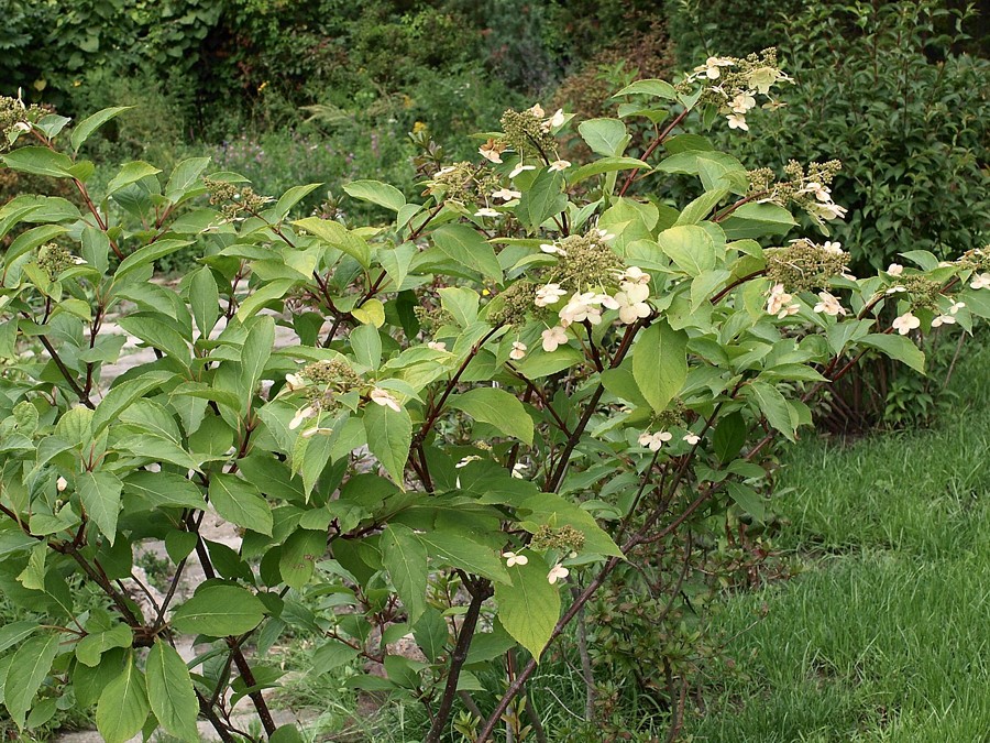 Изображение особи Hydrangea paniculata.